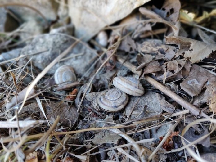 Scientists identify the microbes in 100-year-old snail guts