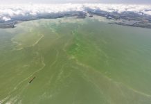 Study clarifies hazards posed by harmful algal blooms Study clarifies hazards posed by harmful algal blooms