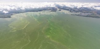 Study clarifies hazards posed by harmful algal blooms Study clarifies hazards posed by harmful algal blooms
