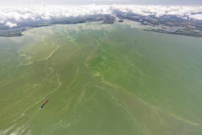 Study clarifies hazards posed by harmful algal blooms