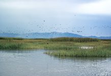 Study finds toxic metals absorbed by Great Salt Lake plants and insects Study finds toxic metals absorbed by Great Salt Lake plants and insects