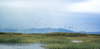 Study finds toxic metals absorbed by Great Salt Lake plants and insects Study finds toxic metals absorbed by Great Salt Lake plants and insects