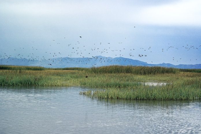 Study finds toxic metals absorbed by Great Salt Lake plants and insects