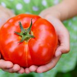 Study reveals key to encouraging picky eaters to eat veggies Study reveals key to encouraging picky eaters to eat veggies