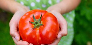 Study reveals key to encouraging picky eaters to eat veggies Study reveals key to encouraging picky eaters to eat veggies