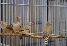Study shows long-term personality traits influence problem-solving in zebra finches Study shows long-term personality traits influence problem-solving in zebra finches