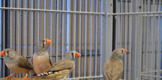 Study shows long-term personality traits influence problem-solving in zebra finches Study shows long-term personality traits influence problem-solving in zebra finches