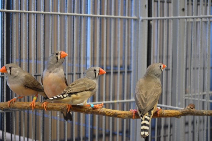 Study shows long-term personality traits influence problem-solving in zebra finches