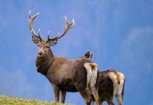 ViroGenetics on the hunt for new coronaviruses in European animals ViroGenetics on the hunt for new coronaviruses in European animals