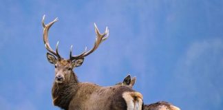 ViroGenetics on the hunt for new coronaviruses in European animals ViroGenetics on the hunt for new coronaviruses in European animals