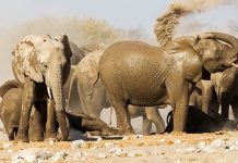 New Research : Over half of threatened species require targeted recovery actions New Research : Over half of threatened species require targeted recovery actions