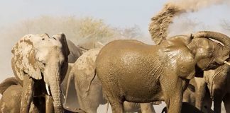 New Research : Over half of threatened species require targeted recovery actions New Research : Over half of threatened species require targeted recovery actions