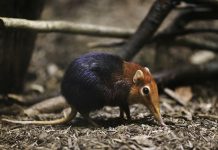 New research explores coevolution of mammals and their lice New research explores coevolution of mammals and their lice