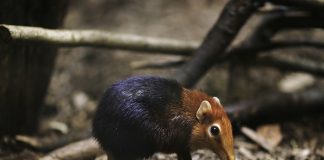 New research explores coevolution of mammals and their lice New research explores coevolution of mammals and their lice