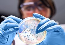 Scientists use AI to detect new family of genes in gut bacteria Scientists use AI to detect new family of genes in gut bacteria