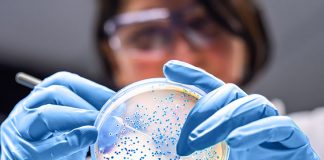 Scientists use AI to detect new family of genes in gut bacteria Scientists use AI to detect new family of genes in gut bacteria