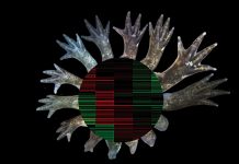 Study challenges long-held beliefs about limb regeneration Study challenges long-held beliefs about limb regeneration