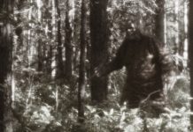 Bigfoot has been found and killed Bigfoot has been found and killed