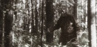 Bigfoot has been found and killed Bigfoot has been found and killed