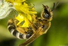 Biologists find pesticides make smaller bumblebees Biologists find pesticides make smaller bumblebees