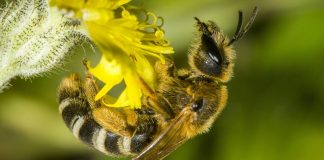 Biologists find pesticides make smaller bumblebees Biologists find pesticides make smaller bumblebees