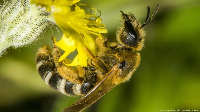 Biologists find pesticides make smaller bumblebees