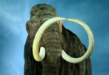 Frozen mammals give new clues to Paleolithic and Neolithic human diet Frozen mammals give new clues to Paleolithic and Neolithic human diet