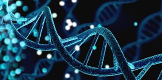 Genes influence behavior, but behavior also influences genes, study finds Genes influence behavior, but behavior also influences genes, study finds