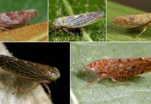 New research tracks plant pathogens in leafhoppers from natural areas New research tracks plant pathogens in leafhoppers from natural areas