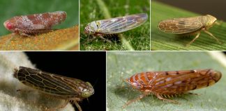 New research tracks plant pathogens in leafhoppers from natural areas New research tracks plant pathogens in leafhoppers from natural areas