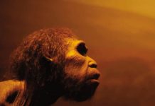 Research shows humans and Neanderthals almost missed out on mating Research shows humans and Neanderthals almost missed out on mating