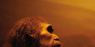 Research shows humans and Neanderthals almost missed out on mating Research shows humans and Neanderthals almost missed out on mating