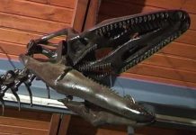 Researchers find melanin made ancient sea monsters black Researchers find melanin made ancient sea monsters black