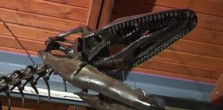 Researchers find melanin made ancient sea monsters black Researchers find melanin made ancient sea monsters black