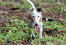 Researchers prove that dogs can sense Earth’s magnetic field Researchers prove that dogs can sense Earth’s magnetic field