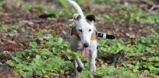 Researchers prove that dogs can sense Earth’s magnetic field Researchers prove that dogs can sense Earth’s magnetic field