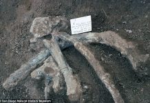 Earliest known evidence of limb bone marrow reported Earliest known evidence of limb bone marrow reported
