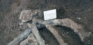 Earliest known evidence of limb bone marrow reported Earliest known evidence of limb bone marrow reported