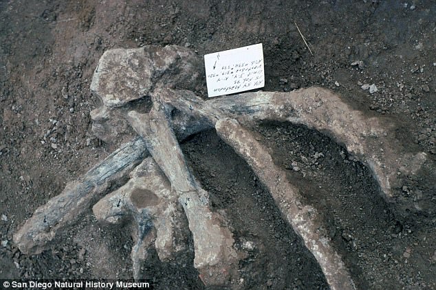 Earliest known evidence of limb bone marrow reported