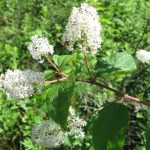 Effective herbal treatment used to heal bronchitis and other respiratory illness Effective herbal treatment used to heal bronchitis and other respiratory illness