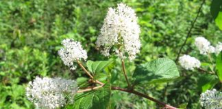 Effective herbal treatment used to heal bronchitis and other respiratory illness Effective herbal treatment used to heal bronchitis and other respiratory illness