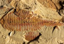 Fossil reveals first known cardiovascular system Fossil reveals first known cardiovascular system