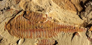 Fossil reveals first known cardiovascular system Fossil reveals first known cardiovascular system