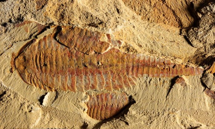 Fossil reveals first known cardiovascular system