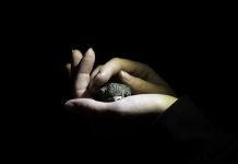 How nocturnal light impacts wild animals How nocturnal light impacts wild animals