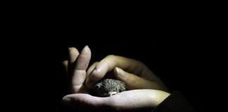 How nocturnal light impacts wild animals How nocturnal light impacts wild animals