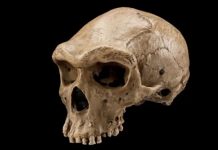 Metabolite role in human evolution evaluated for the first time Metabolite role in human evolution evaluated for the first time