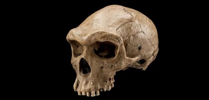 Metabolite role in human evolution evaluated for the first time