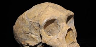 New research shows you cannot judge a Neanderthal by his clavicle New research shows you cannot judge a Neanderthal by his clavicle