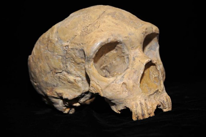 New research shows you cannot judge a Neanderthal by his clavicle